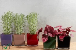 Geburtstag|Orchideentopf & Stäbe^Glaswaren sonstige Blumenübertopf Glaswürfel Tischdekoration H 14cm