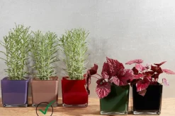 Geburtstag|Orchideentopf & Stäbe^Glaswaren sonstige Blumenübertopf Glaswürfel Tischdekoration H 14cm