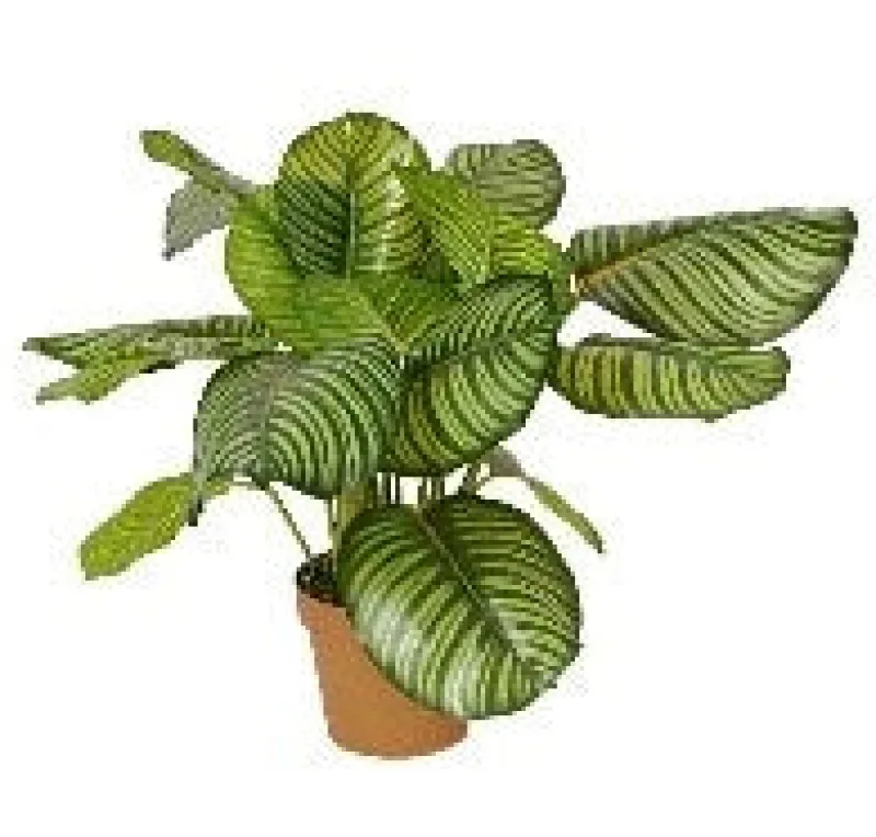 Kunstblumen^Cristalica Calathea rotundifolia (Korbmaranthe) Kunstpflanze