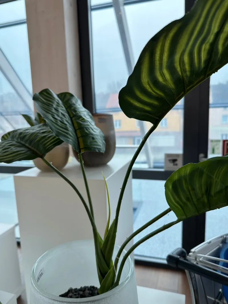 Kunstblumen^Cristalica Calathea rotundifolia (Korbmaranthe) Kunstpflanze