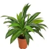 Kunstblumen^Cristalica Dracaena fragrans Kunstpflanze
