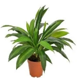 Kunstblumen^Cristalica Dracaena fragrans Kunstpflanze