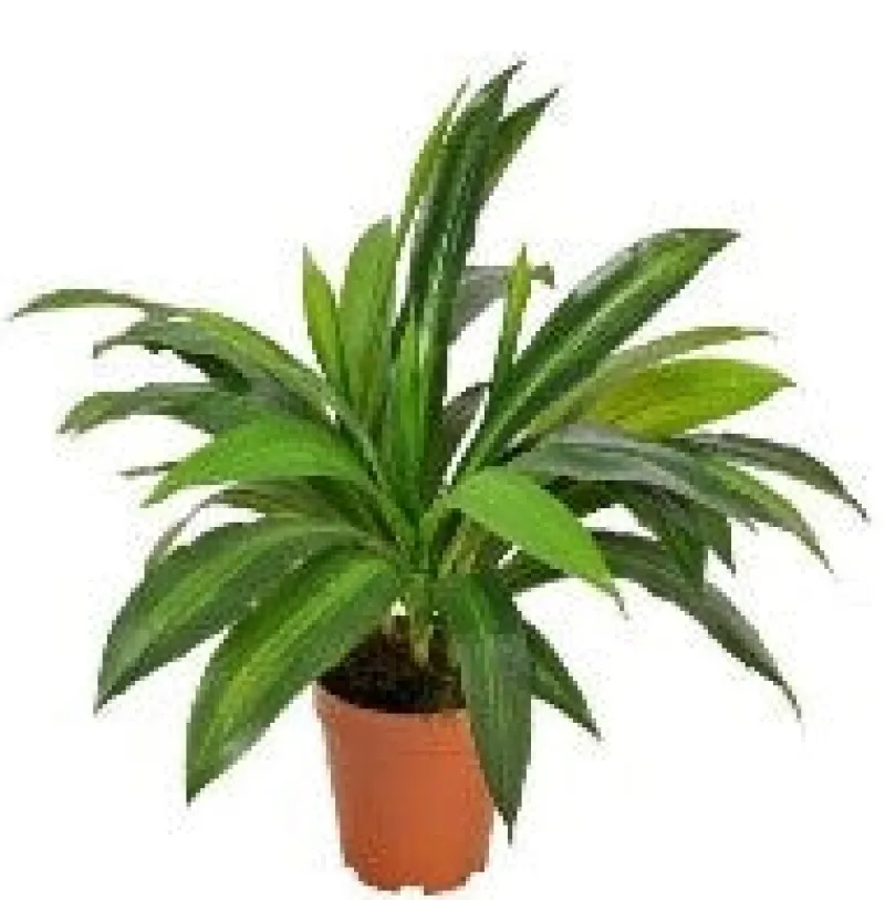 Kunstblumen^Cristalica Dracaena fragrans Kunstpflanze