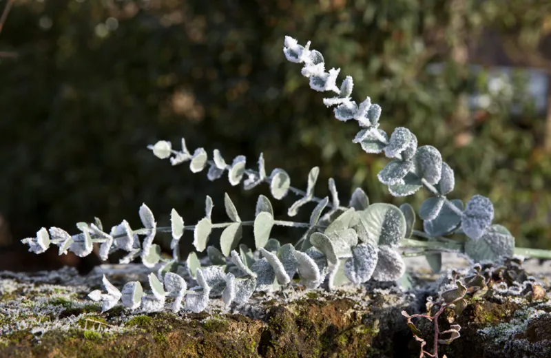 Kunstblumen^Dekorationswaren Kunstblume Eucalyptuszweig 72,5cm